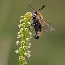 Attēlu rezultāti vaicājumam “Hemaris tityus”