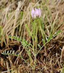 Attēlu rezultāti vaicājumam “Astragalus arenarius flower”