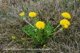 Attēlu rezultāti vaicājumam “Taraxacum officinale aggr.”