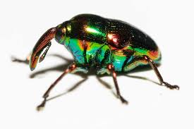 Attēlu rezultāti vaicājumam “Eurhynchiastrum pulchellum macro”