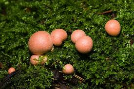 Attēlu rezultāti vaicājumam “Lycogala exiguum aggr. macro”