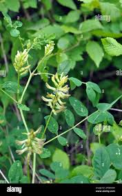 Attēlu rezultāti vaicājumam “Astragalus glycyphyllos flower”