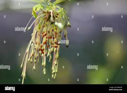 Attēlu rezultāti vaicājumam “Acer negundo female flower”