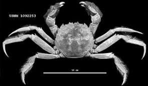 Image result for Eriocheir sinensis