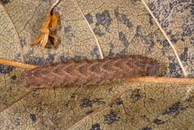 Attēlu rezultāti vaicājumam “Herminia tarsicrinalis”