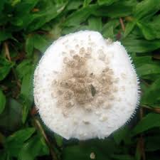 Attēlu rezultāti vaicājumam “Amanita citrina”