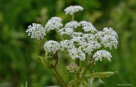 Attēlu rezultāti vaicājumam “Angelica palustris”