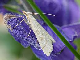 Attēlu rezultāti vaicājumam “Udea lutealis”