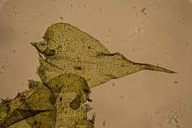 Attēlu rezultāti vaicājumam “Campylium chrysophyllum”