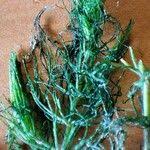 Attēlu rezultāti vaicājumam “Ceratophyllum submersum leaf”