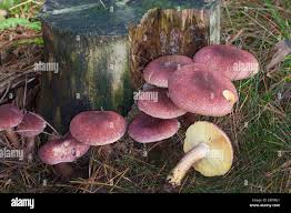 Attēlu rezultāti vaicājumam “Tricholomopsis rutilans”