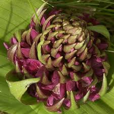 Attēlu rezultāti vaicājumam “Dactylorhiza cruenta flower”