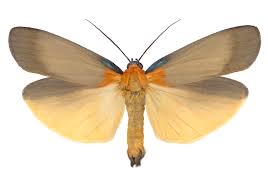 Attēlu rezultāti vaicājumam “Lithosia quadra female”