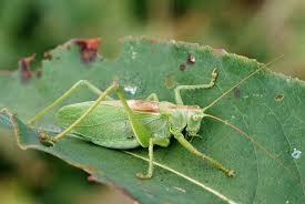Attēlu rezultāti vaicājumam “Tettigonia cantans”