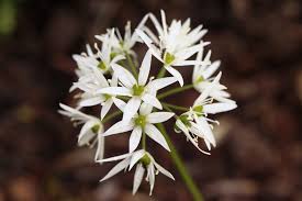 Attēlu rezultāti vaicājumam “Allium ursinum flower”