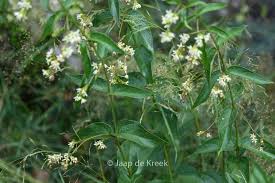 Attēlu rezultāti vaicājumam “Vincetoxicum hirundinaria flower”
