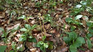 Attēlu rezultāti vaicājumam “Pyrola minor fruit”