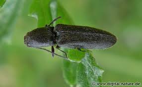 Attēlu rezultāti vaicājumam “Cidnopus aeruginosus”