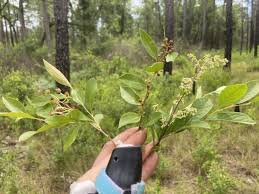 Attēlu rezultāti vaicājumam “Lignydium muscorum young”