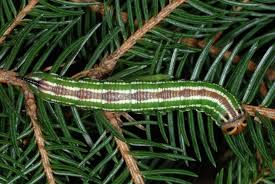 Attēlu rezultāti vaicājumam “Sphinx pinastri larva”