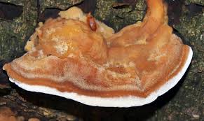 Attēlu rezultāti vaicājumam “Junghuhnia collabens”