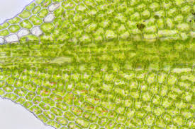 Attēlu rezultāti vaicājumam “Acaulon muticum”