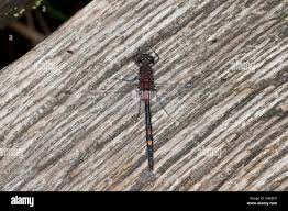 Attēlu rezultāti vaicājumam “Leucorrhinia dubia male”