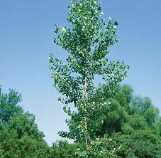 Attēlu rezultāti vaicājumam “Populus”