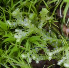 Attēlu rezultāti vaicājumam “Lepidozia reptans”