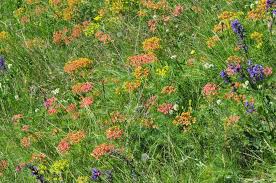 Attēlu rezultāti vaicājumam “Euphorbia cyparissias”