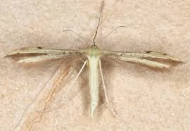 Attēlu rezultāti vaicājumam “Adaina microdactyla”