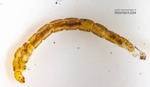 Attēlu rezultāti vaicājumam “Chironomidae larvae”
