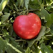 Afbeeldingsresultaat voor anna russian tomato