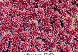 Attēlu rezultāti vaicājumam “Sphagnum capillifolium”