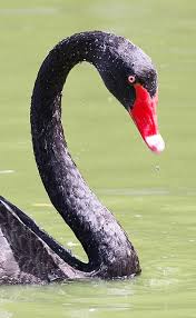 Attēlu rezultāti vaicājumam “Cygnus atratus”