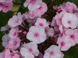 Image result for Phlox paniculata `Bright Eyes`