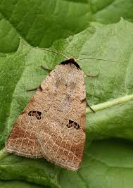 Attēlu rezultāti vaicājumam “Lygephila viciae”