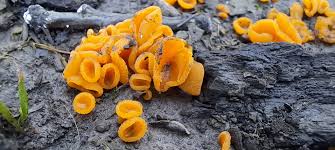 Attēlu rezultāti vaicājumam “Byssonectria fusispora”