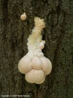 Attēlu rezultāti vaicājumam “Lycogala flavofuscum”