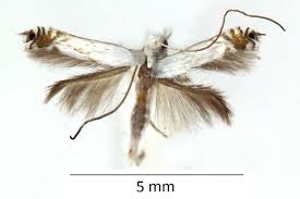 Attēlu rezultāti vaicājumam “Lyonetia prunifoliella”