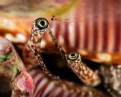 Attēlu rezultāti vaicājumam “Cribraria martinii macro”