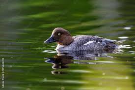 Attēlu rezultāti vaicājumam “Bucephala clangula female”