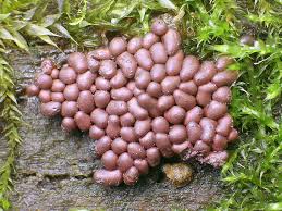 Attēlu rezultāti vaicājumam “Arcyria stipata”