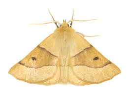 Attēlu rezultāti vaicājumam “Crocallis elinguaria larva”