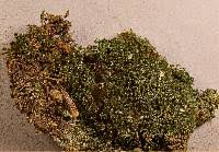 Attēlu rezultāti vaicājumam “Didymodon tophaceus”