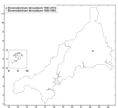 Attēlu rezultāti vaicājumam “Dicranodontium denudatum”