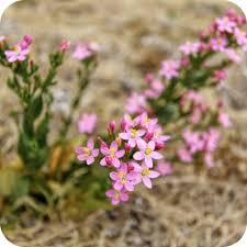 Attēlu rezultāti vaicājumam “Centaurium erythraea”