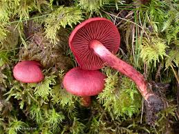 Attēlu rezultāti vaicājumam “Cortinarius sanguineus”