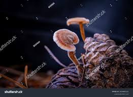 Attēlu rezultāti vaicājumam “Auriscalpium vulgare”