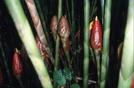 Attēlu rezultāti vaicājumam “Aconitum napellus bud”